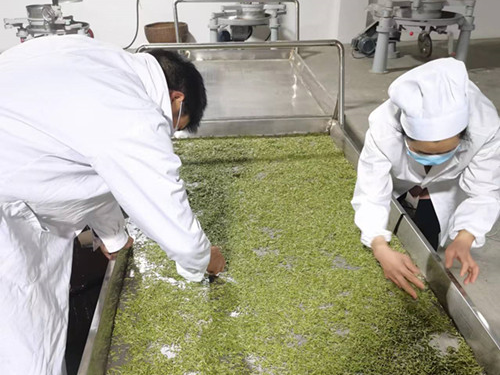 得胜镇：春茶飘香采摘忙