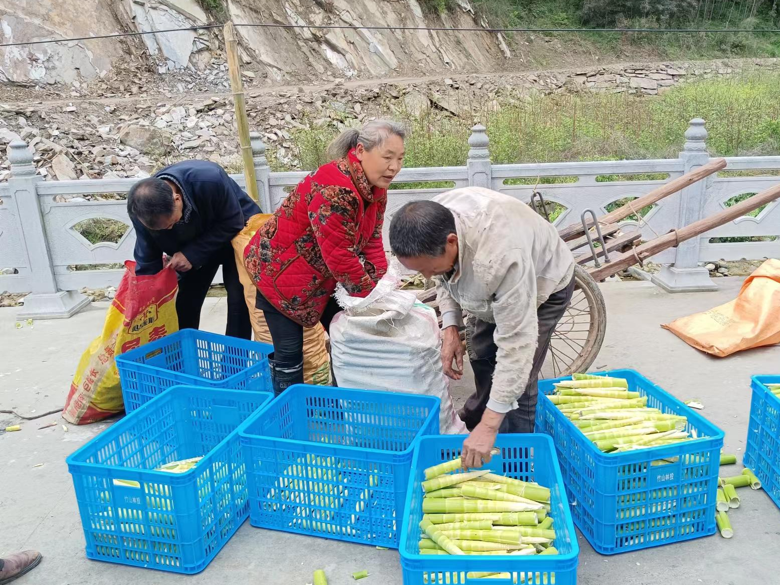 双台乡：竹笋丰收农户乐