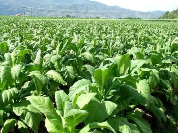 柳林乡：发展烟叶产业 助力乡村振兴