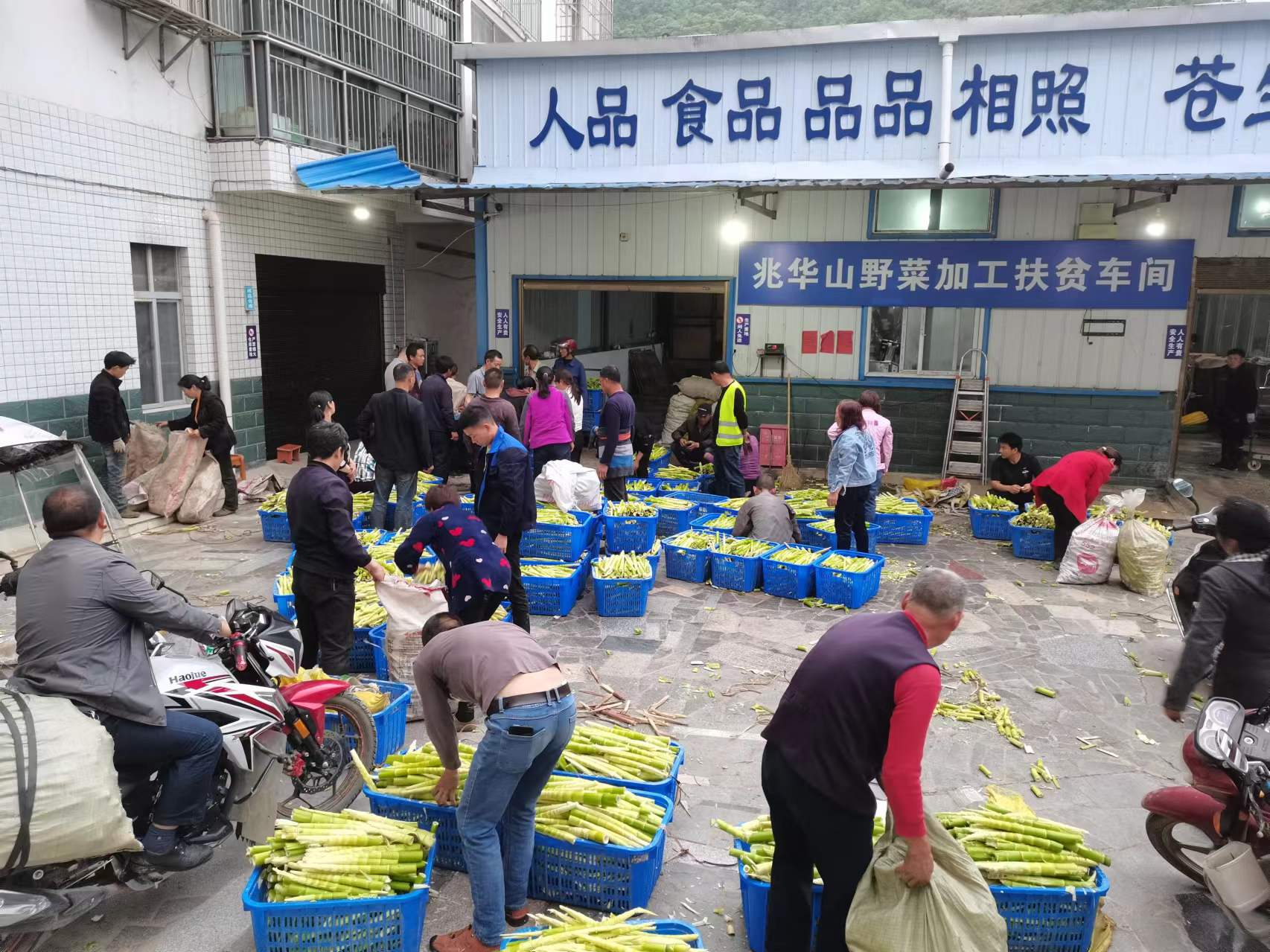 官渡镇：小小竹笋铺就致富路
