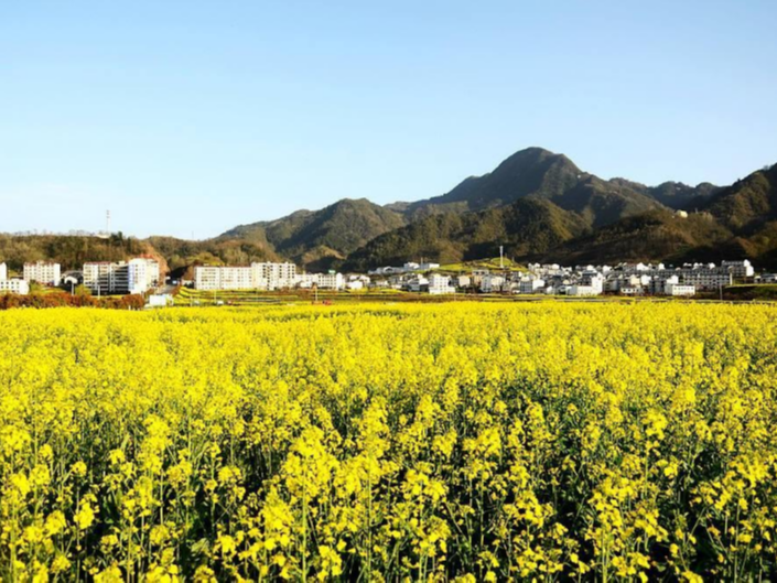 雷勇来我县调研乡村振兴等工作