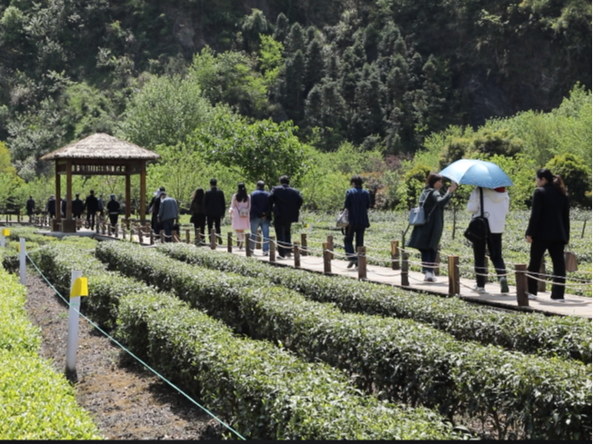 茶香引来八方客商