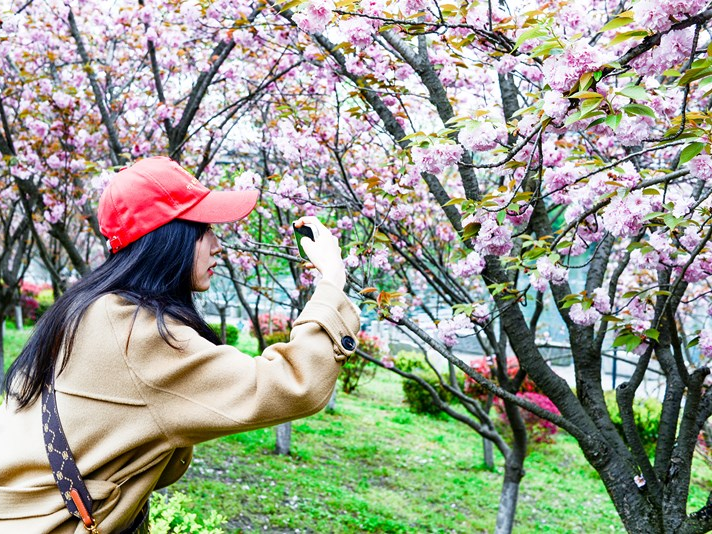樱花园里春光美