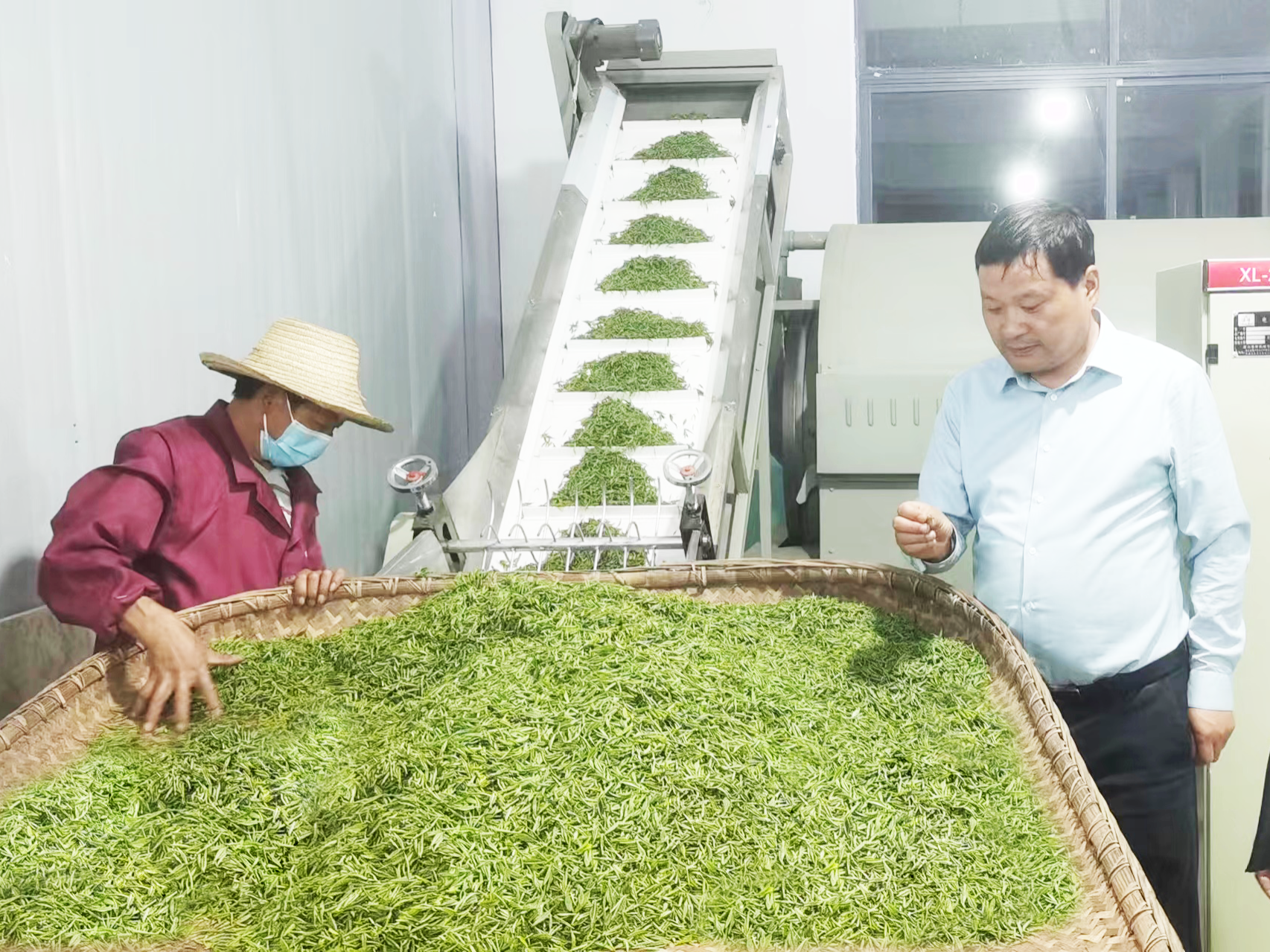 大庙乡：春茶飘香时 茶企加工忙