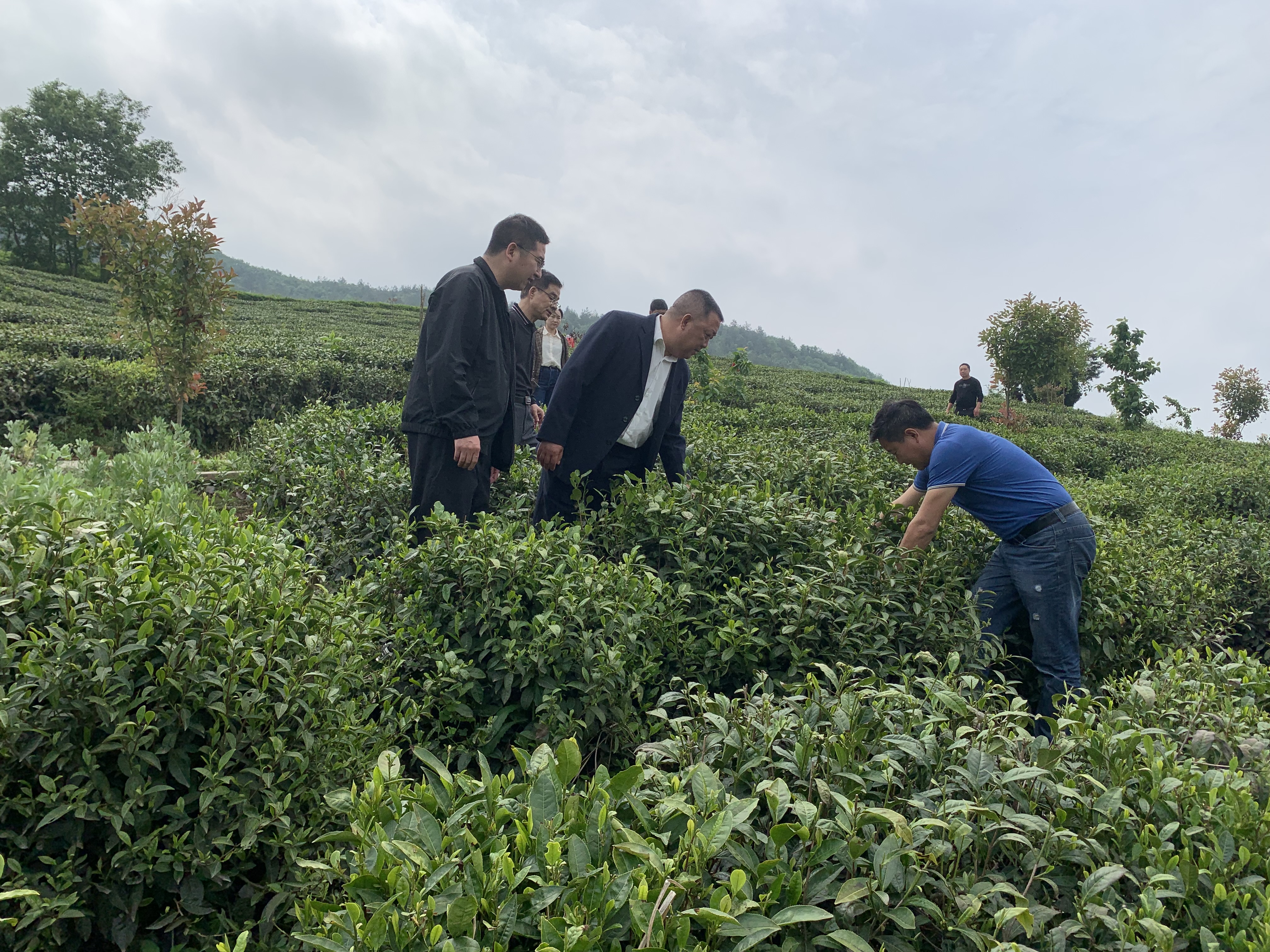 楼台乡开展茶叶产业专题调研