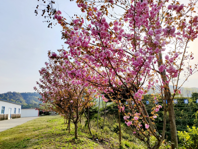 竹坪乡登高踏青寄乡愁