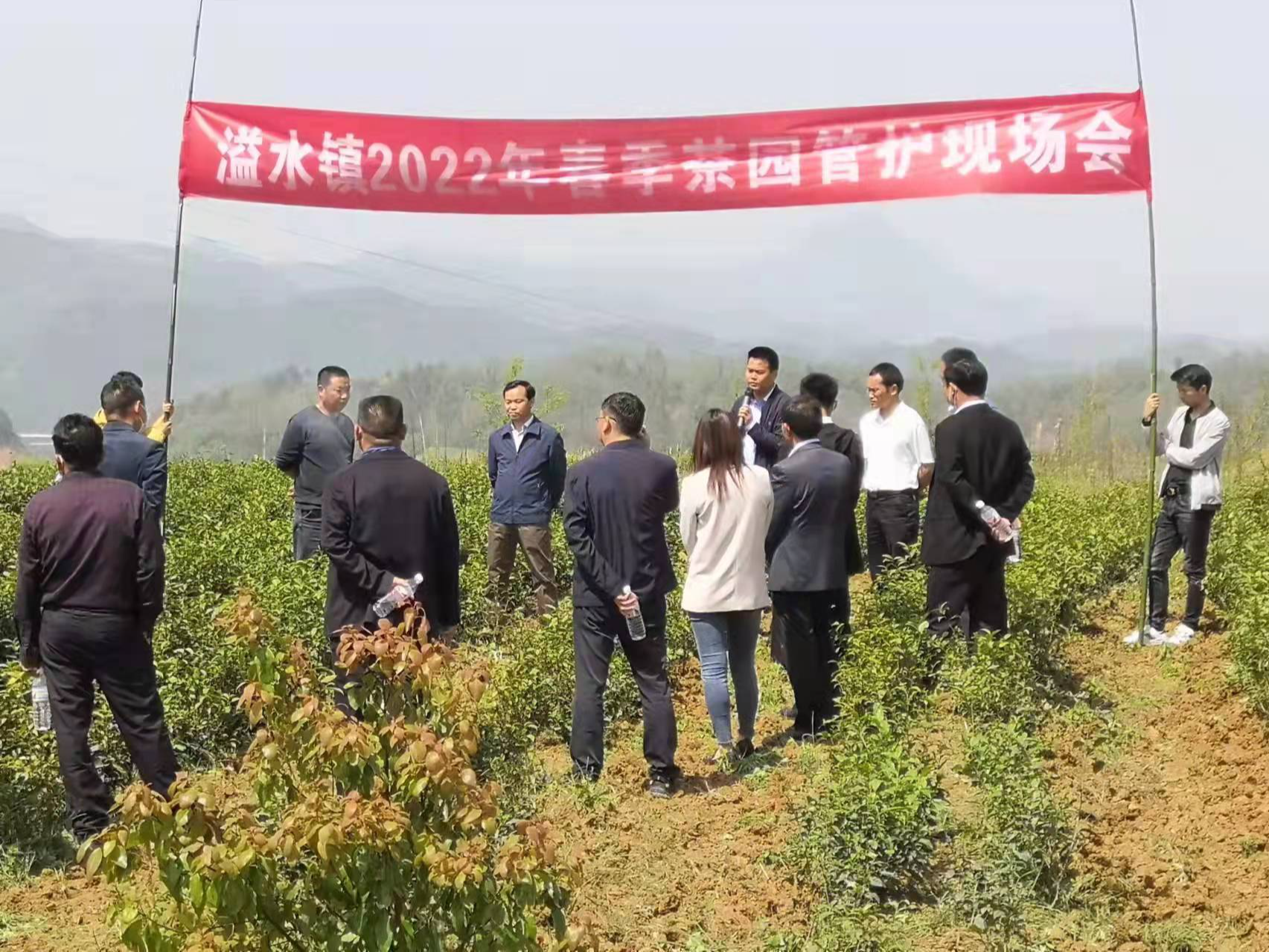 溢水镇：管好茶园保增收