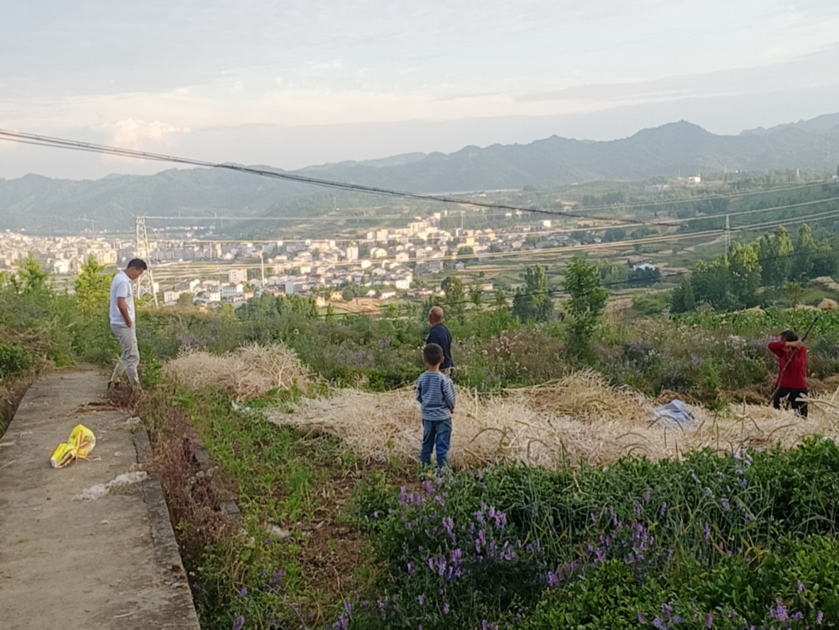 麻家渡镇：田间地头转一转  保证田地“不冒烟”