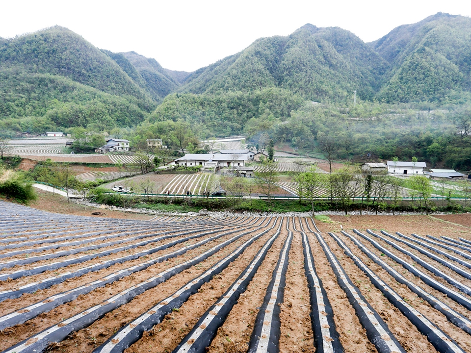 柳林乡：烟叶成为农民增收“摇钱树”