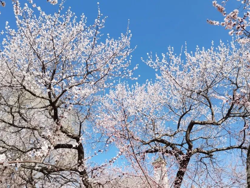 聽竹山｜山桃花開