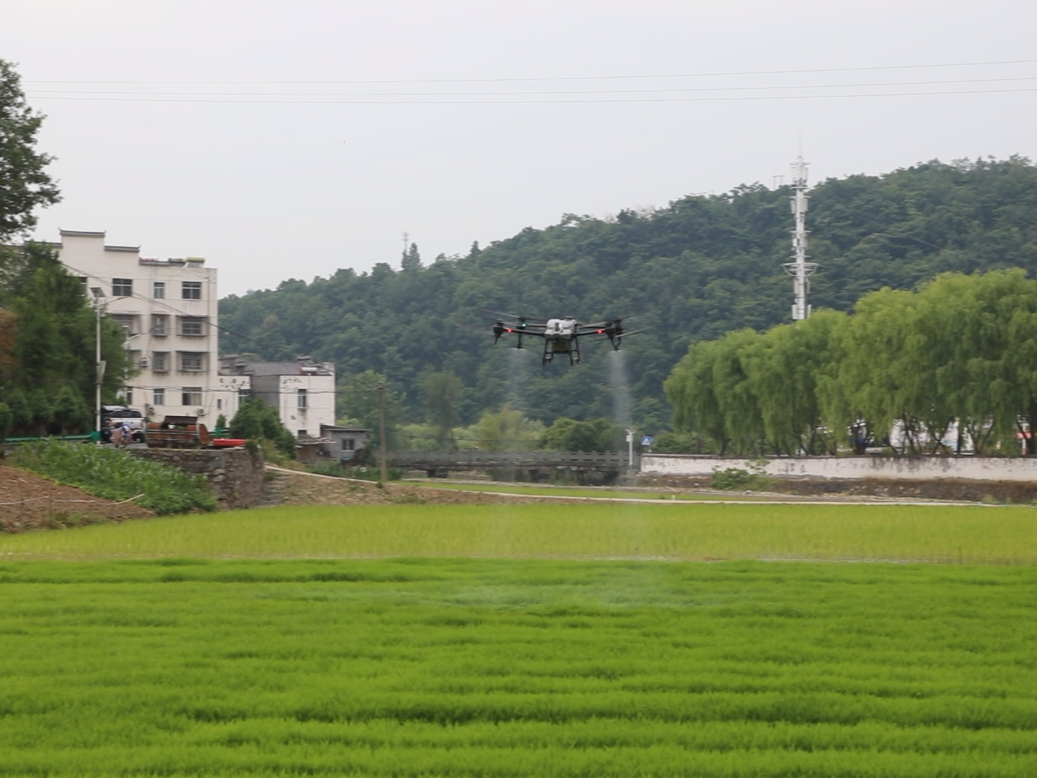 县农业农村局无人机飞防护航水稻丰产