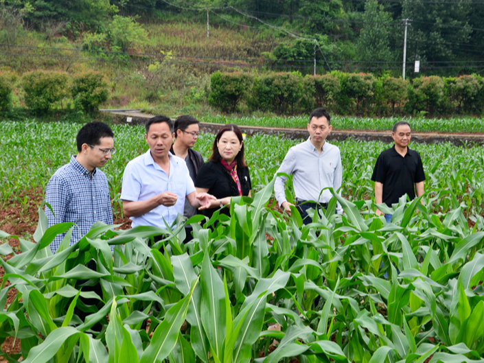 省种子管理局调研我县擂鼓现代农业示范园建设