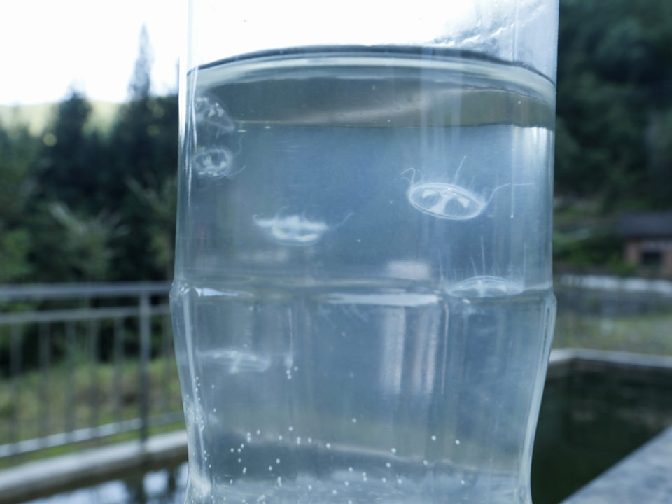 竹山县首次发现“水中大熊猫”桃花水母