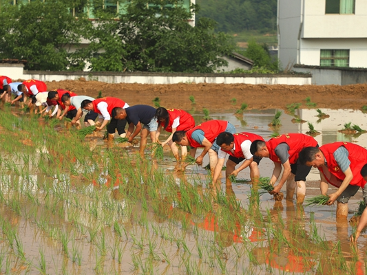 宝丰镇党员干部助农插秧暖民心