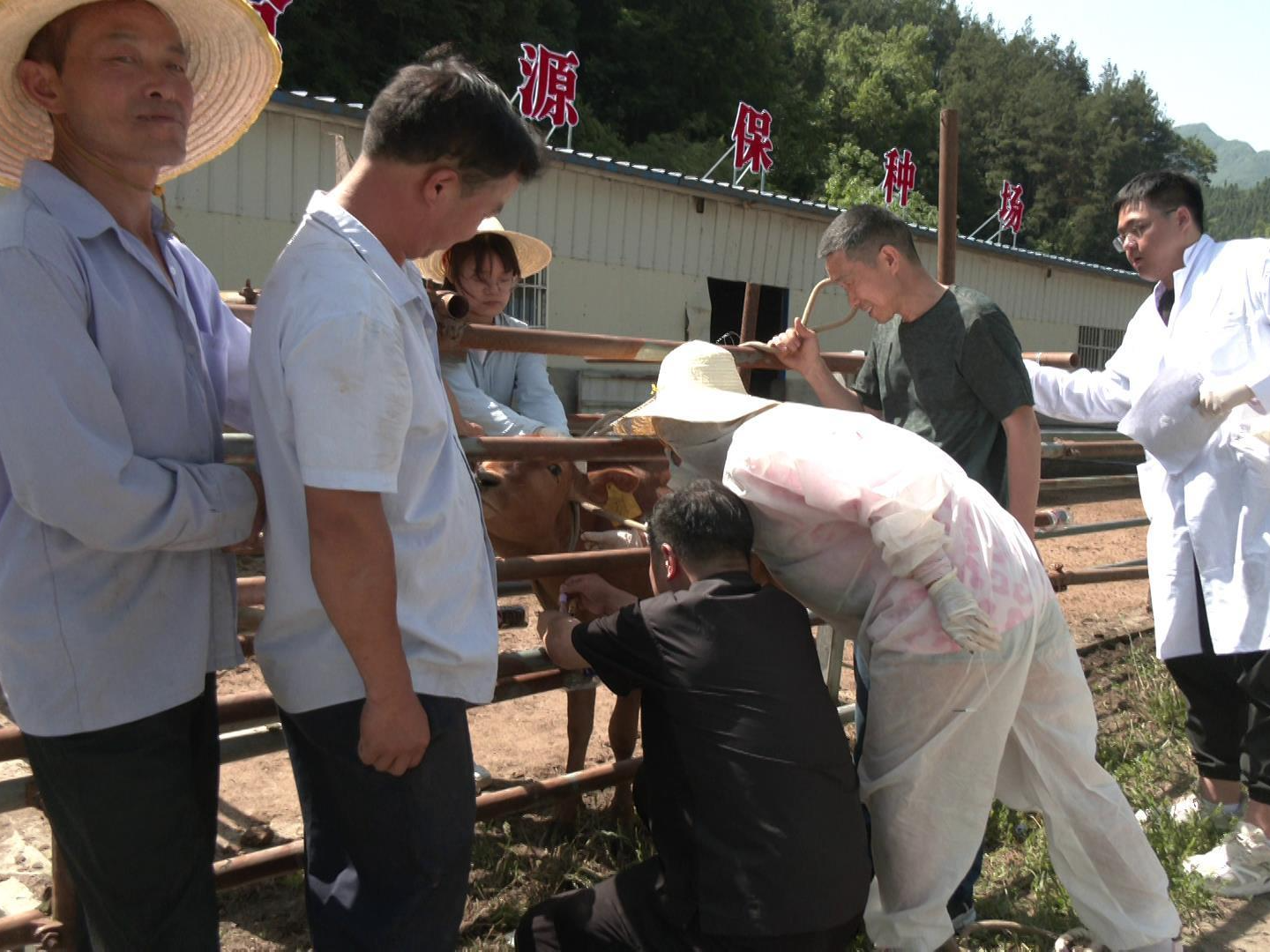 我县开展郧巴黄牛生产性能测定工作