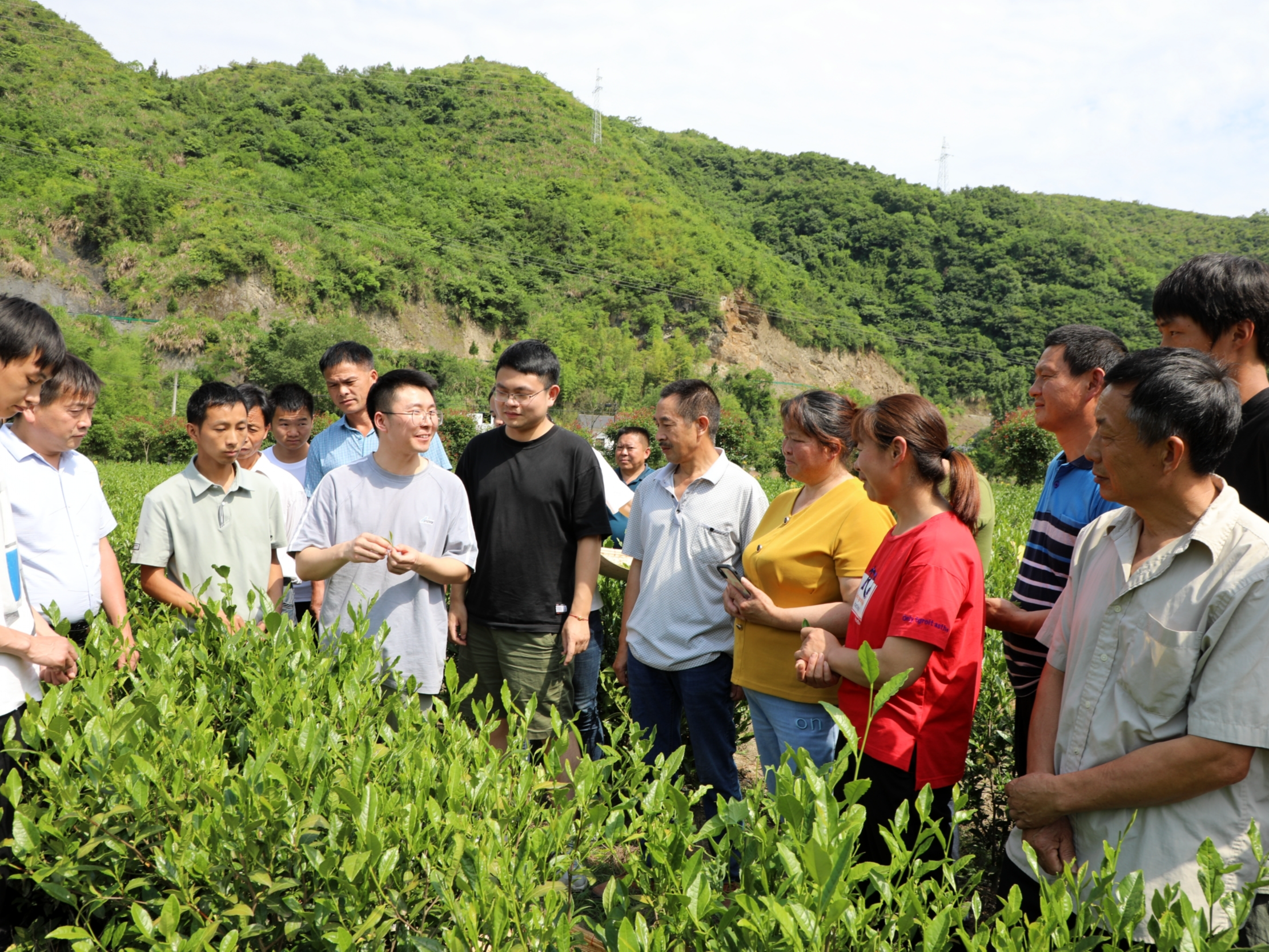 “博士服務團”把脈竹山茶產(chǎn)業(yè)