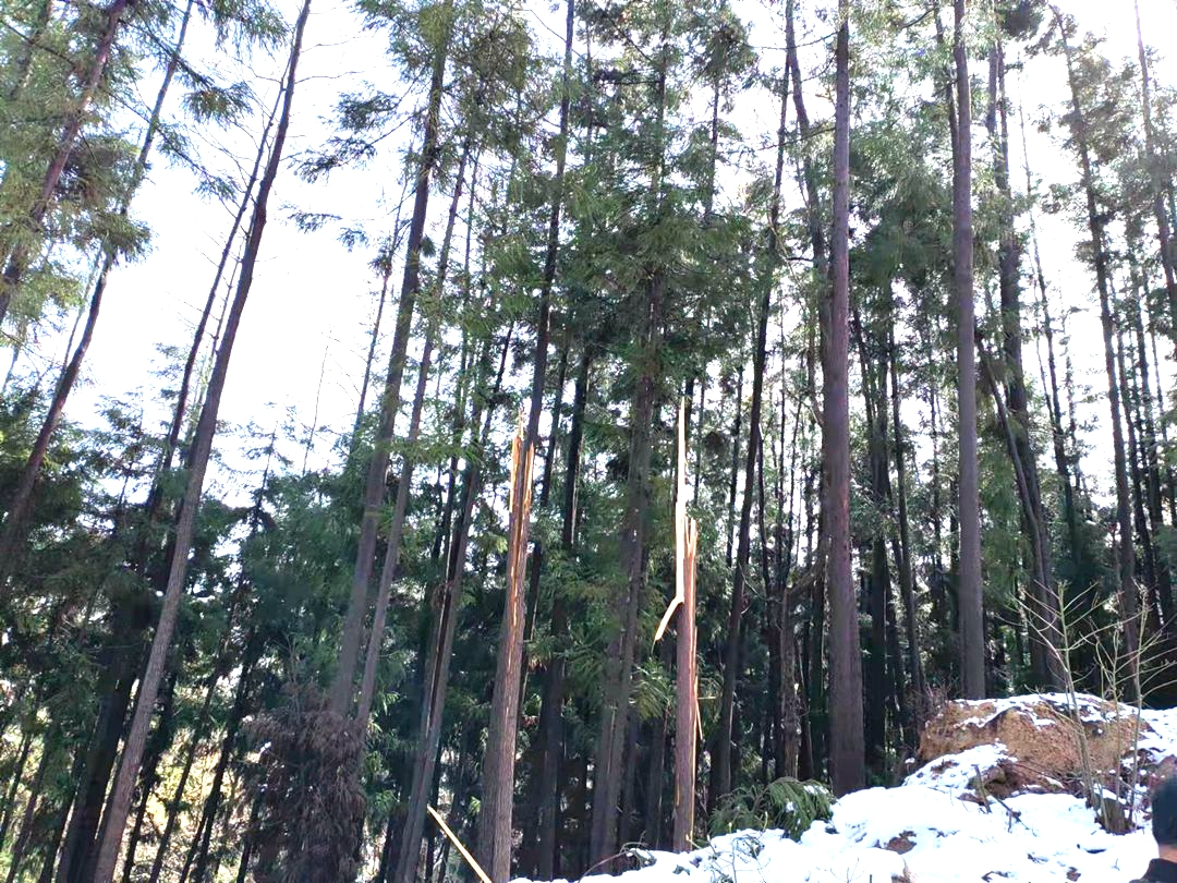 竹山县政策性森林保险为林农撑起“保护伞”