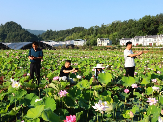 宝丰镇“五福龙井”花开正艳