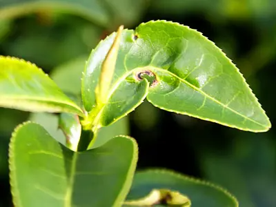 春茶重剪后，要特别注意茶小绿叶蝉防治
