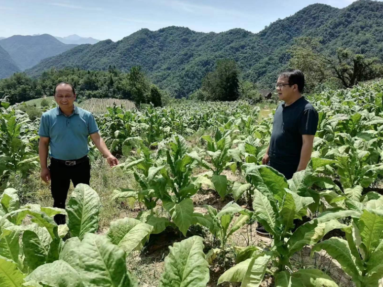 官渡镇：战高温 斗酷暑 全力以赴做好农业生产