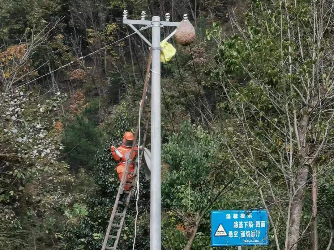 溢水鎮(zhèn)：多處驚現(xiàn)馬蜂窩 消防隊(duì)員除隱患