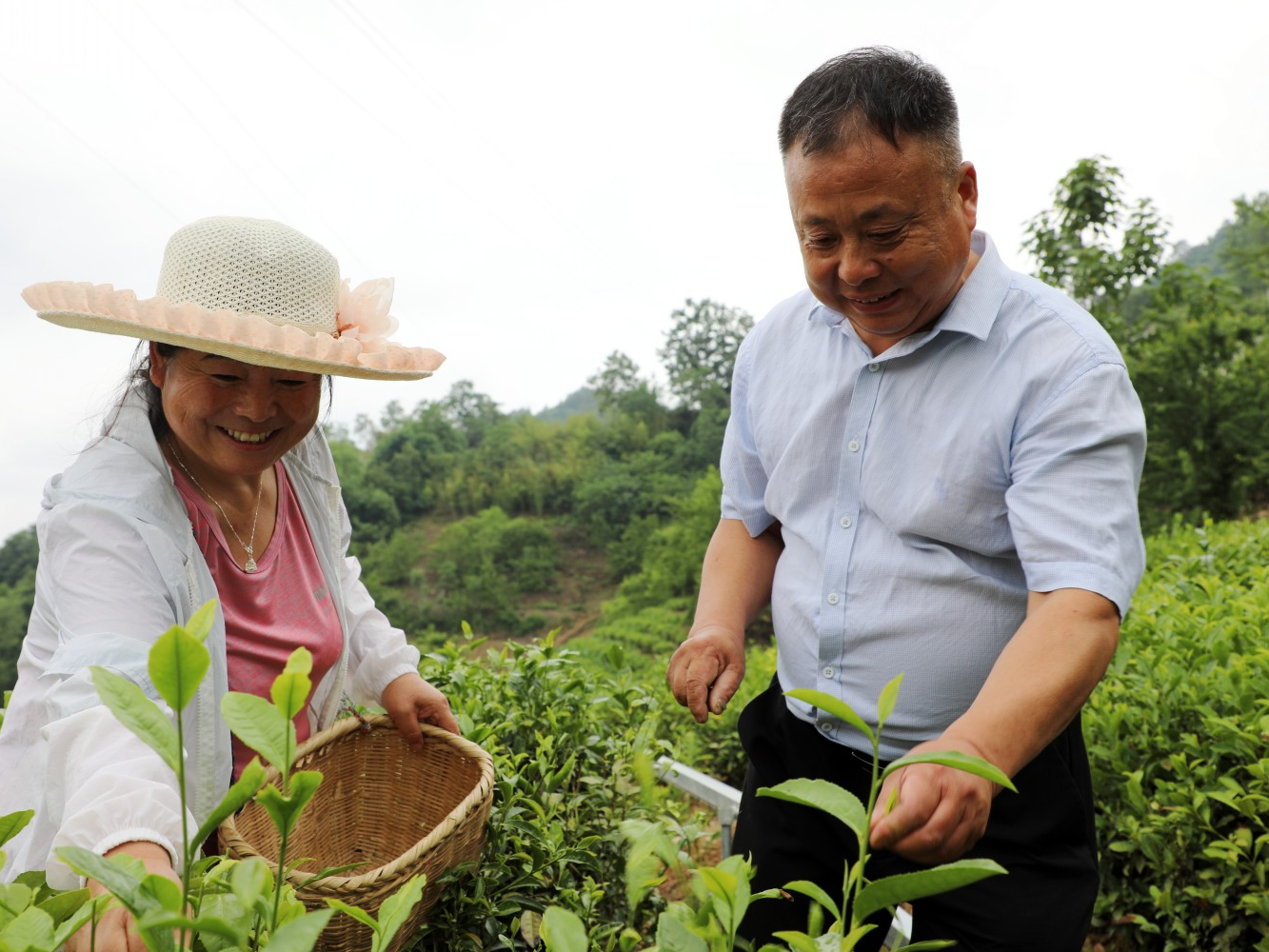 王福山：带头发展茶产业　绿了荒山富了民