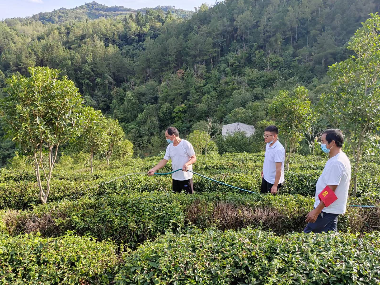 竹坪乡：灌溉保墒 抗旱保茶