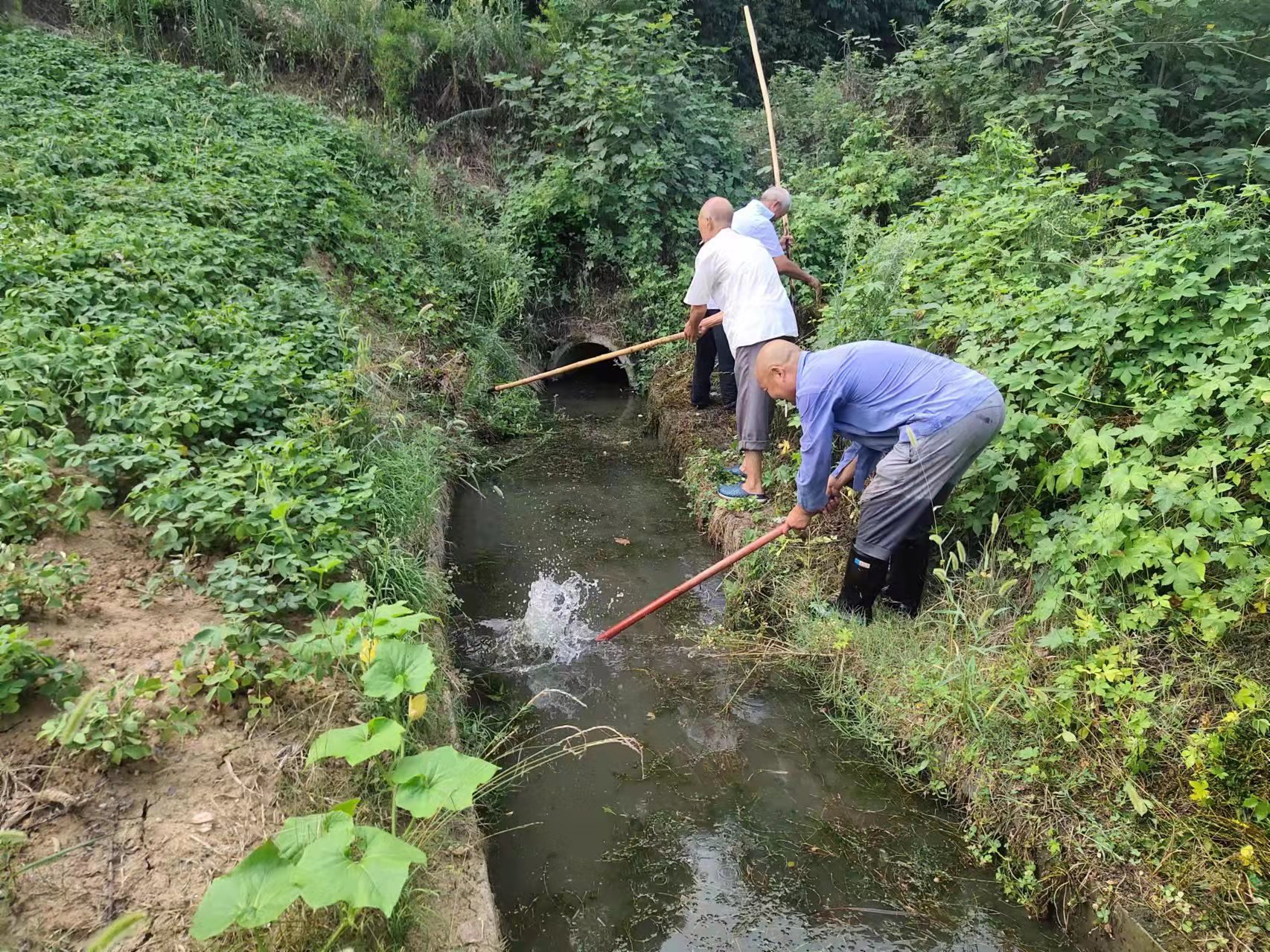 麻家渡镇：干群齐心抗旱 用汗水暖民心