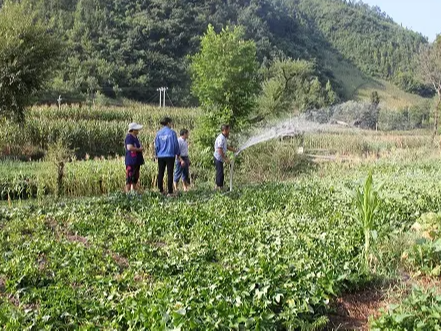 县绿松石产业服务中心：炎炎夏日战酷暑 齐心协力保茶园