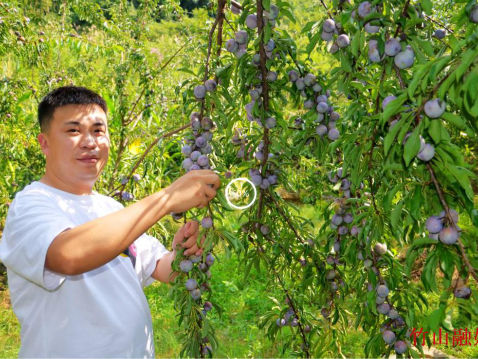 东钦村“红脆李”滞销  县农业农村局伸出“援手”