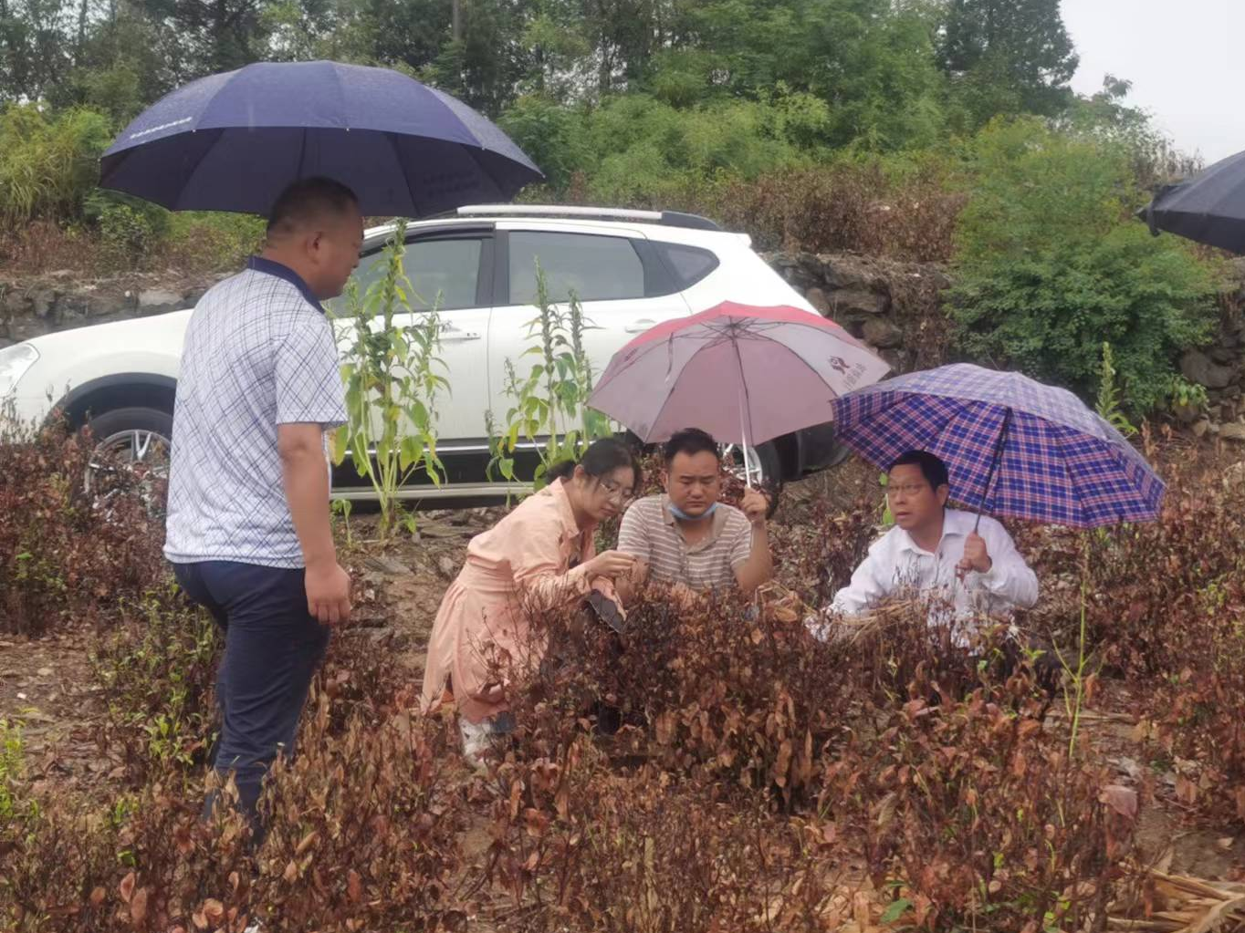 九女峰管理局：田间地头察实情  共同缔造听民意
