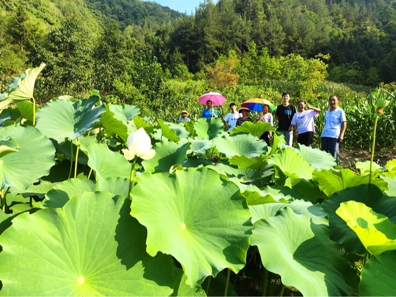 竹坪乡撂荒地里荷飘香
