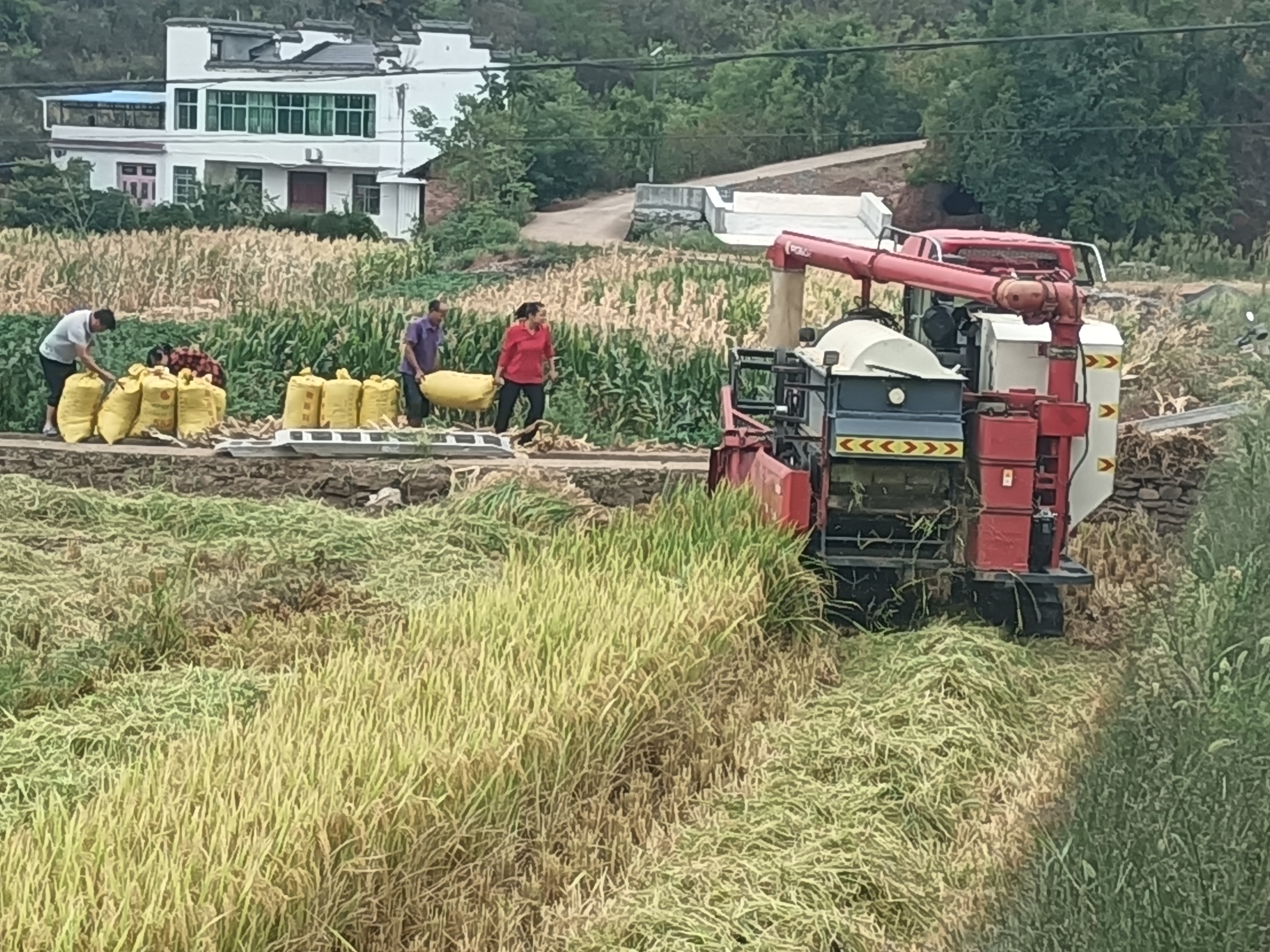 擂鼓镇西河村抢收稻谷保秋收