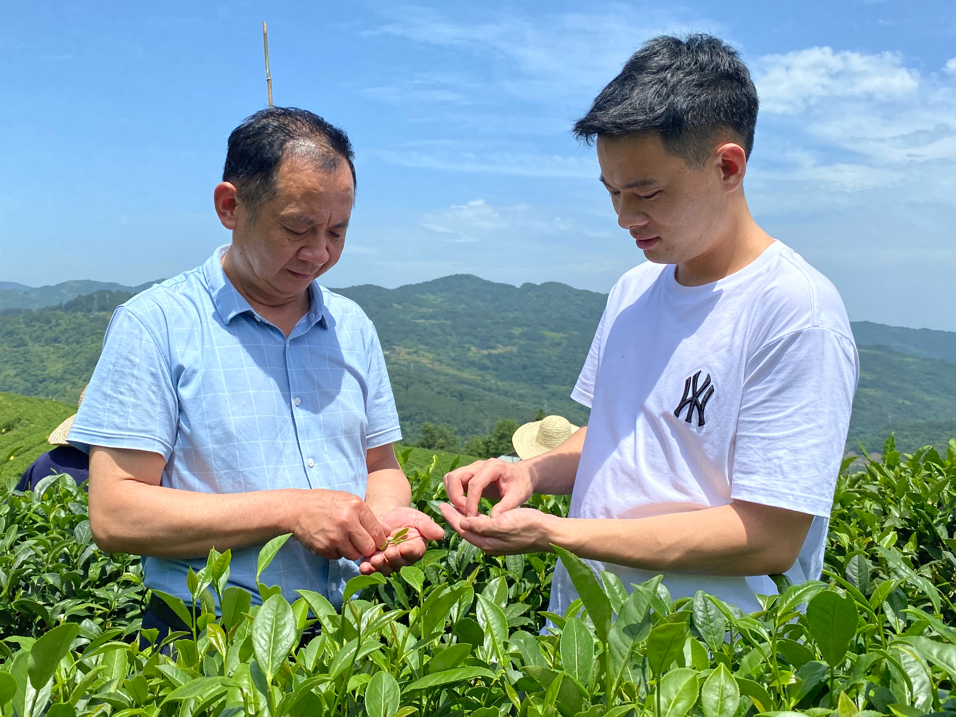 冯家庆 ：父子接力同耕茶园续写新茶产业梦