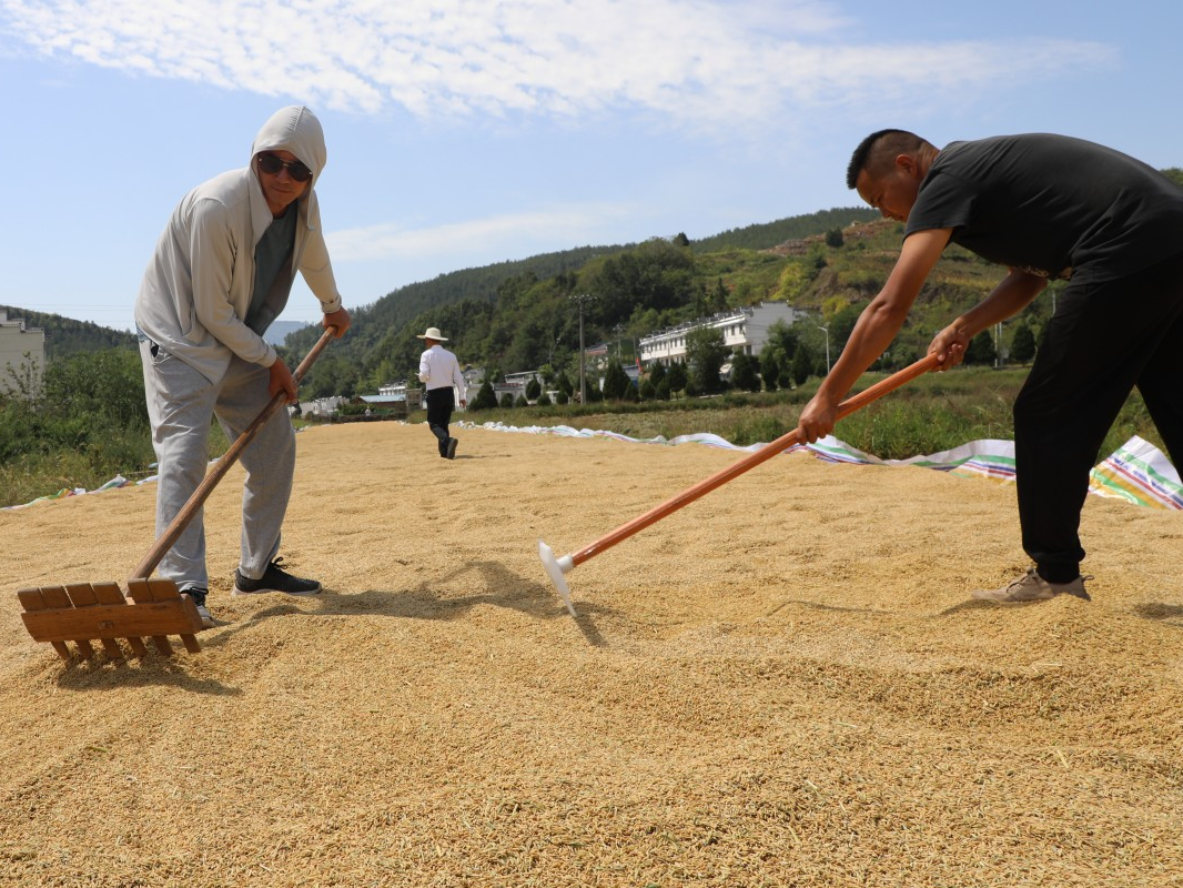 竹山：7万亩水稻进入成熟期 机收助力颗粒归仓
