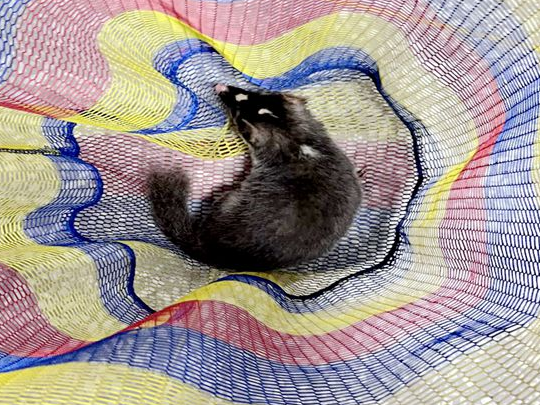 擂鼓：珍稀动物夜访校园  林业部门助其“回家”