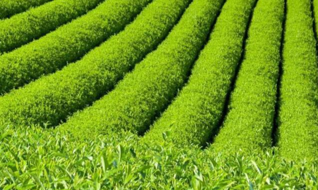 科技特派员为茶园管护把脉问诊