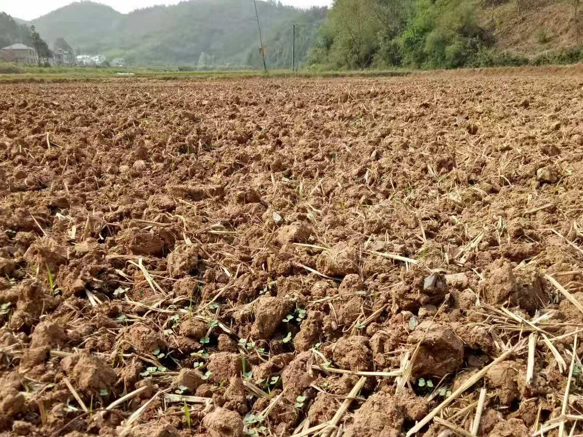 深河乡：秸秆沃秋土，嫩苗出芽齐
