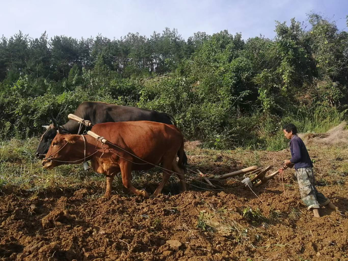 深河乡：山河秋渐晚 备耕恰逢时