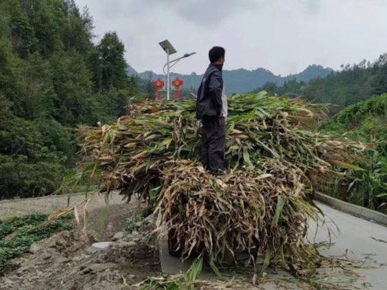 大庙乡“秸秆换肥” 破解秸秆禁烧难题