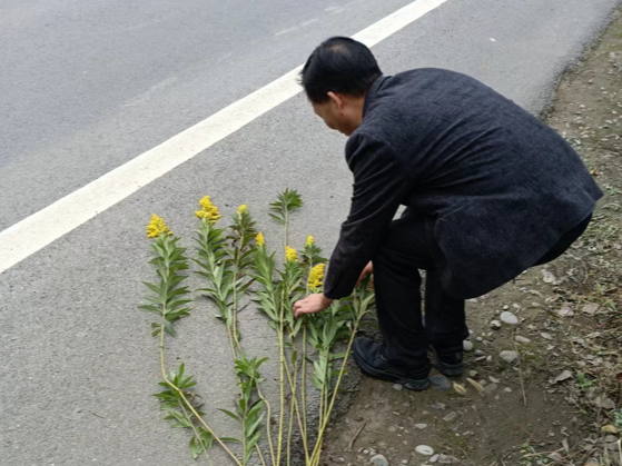 溢水镇：清除“加拿大一枝黄花” 保护生态平衡