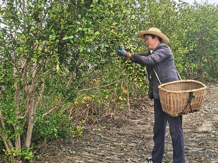 竹山县改造低产油茶林2000亩