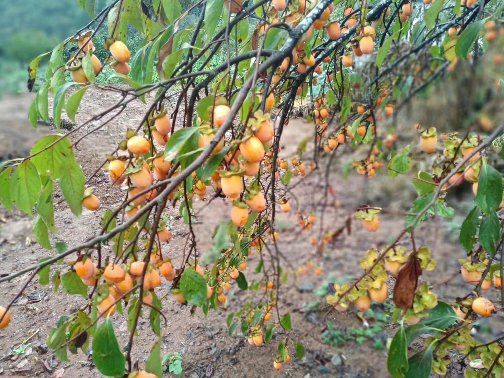 擂鼓镇：庭院经济助民增收