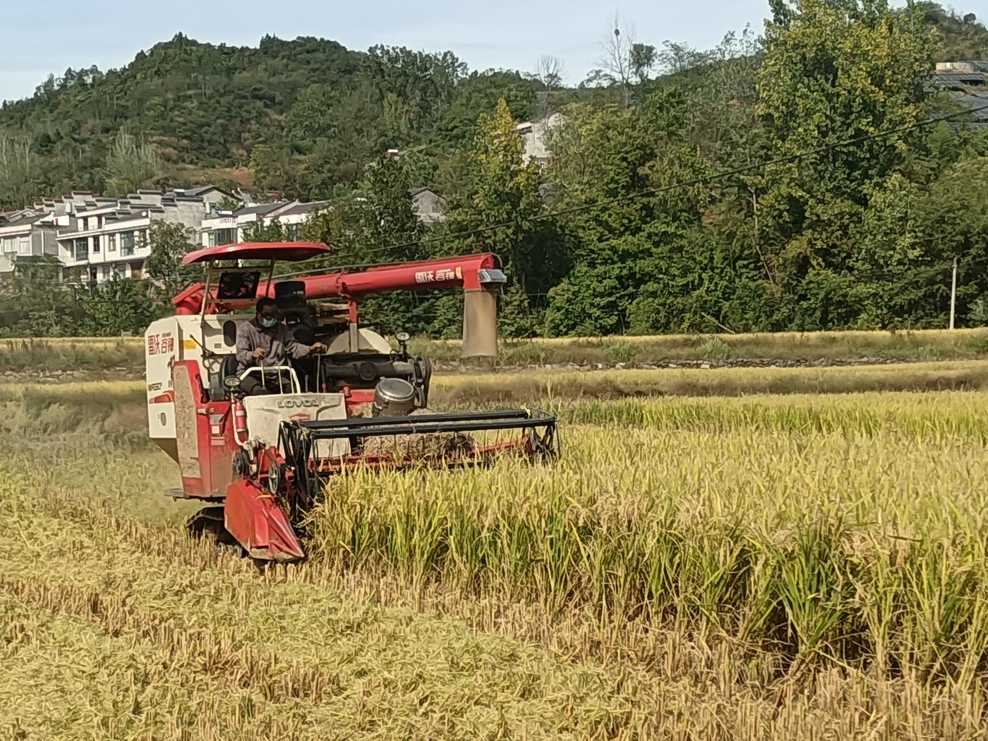 擂鼓镇西河村贡米喜获丰收