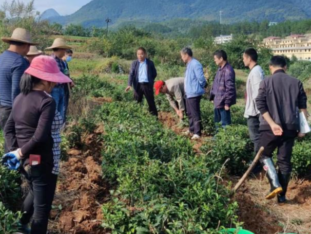 秦古镇开启茶园秋季管护潮