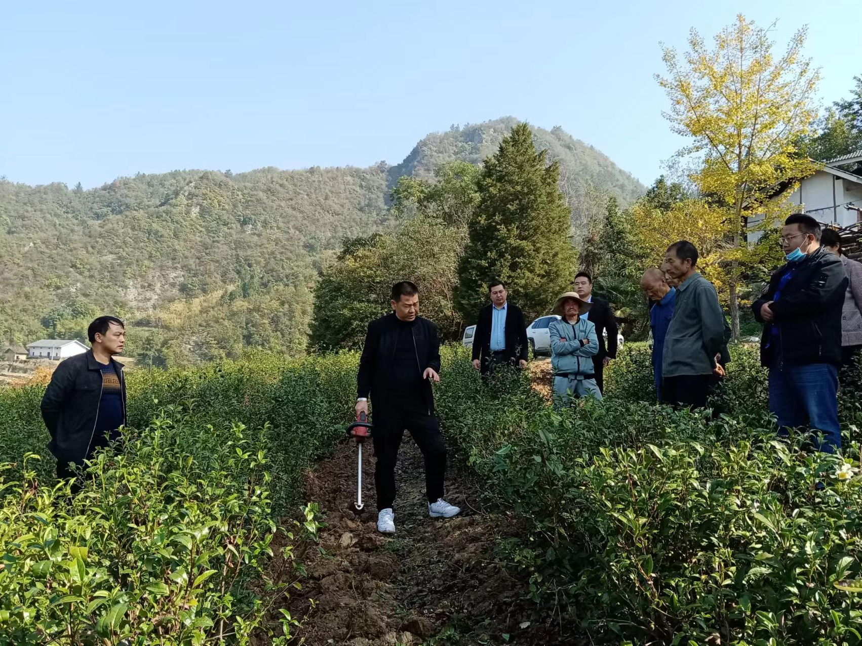 楼台乡建管并重助力茶园增效