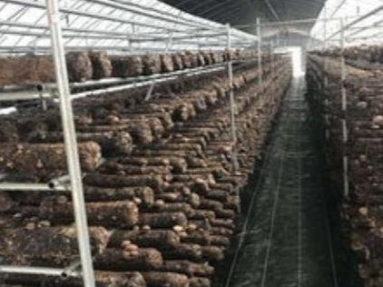 电力助推香菇产业增效