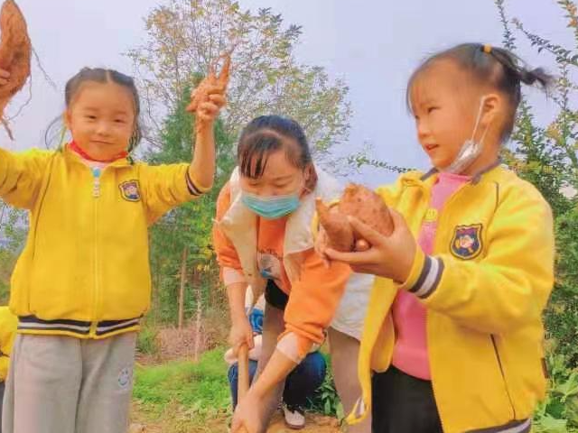 花城幼兒園開展“秋天秋收季　番薯挖翻天”實踐探索活動