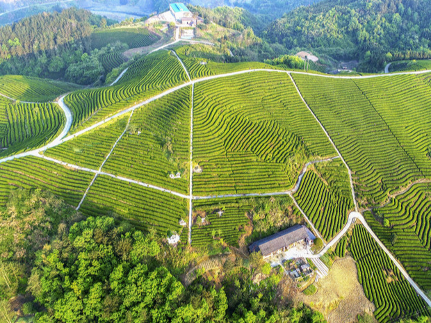 全省唯一！竹山荣获2022年度茶业科技助农示范县域