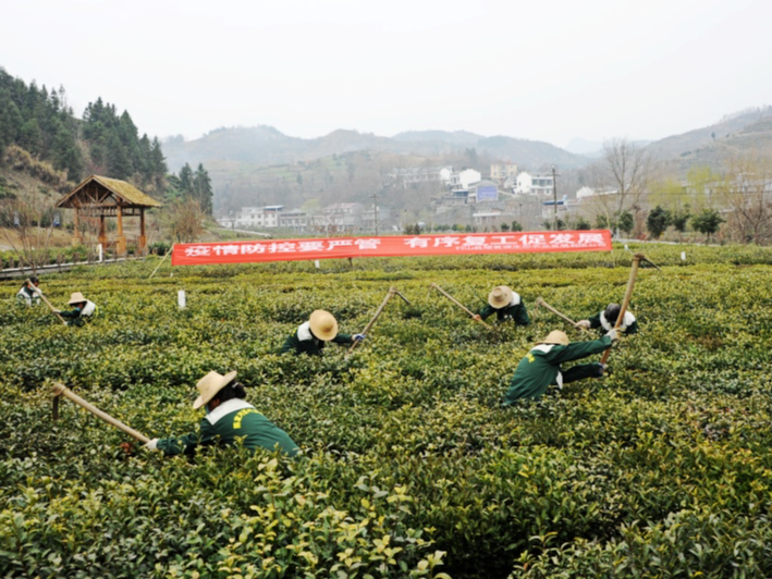 竹山获评2022年度茶业科技助农示范县